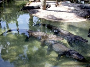 Содержание аллигаторов в зоопарке